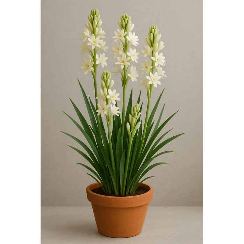 Live Green Flower Bulbs Tuberose/Rajnigandha Single (Tuberose Single-4) — 67% off on Amazon.in
